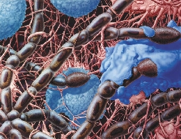 Pilzbefall von Bindegewebe