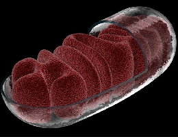 Gl&auml;sernes Mitochondrium